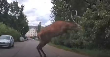 Nagranie z Rudy Śląskiej. "Wyskoczył taki osobnik"