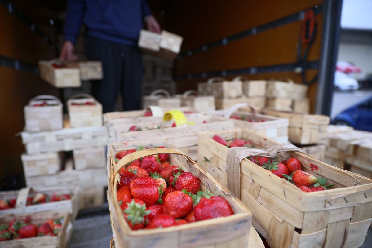 Marokańskie truskawki, które pojawiły się w polskich sklepach, mogą być niebezpieczne
