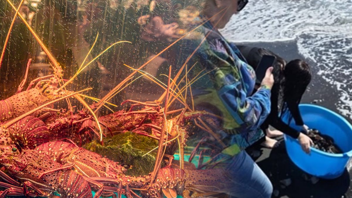 Surowe kary grożą turystkom, które wypuściły do morza homary