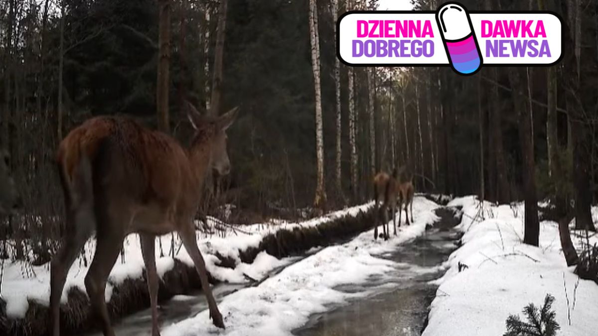To nie sarny. Leśnicy pokazali nagranie z lasu