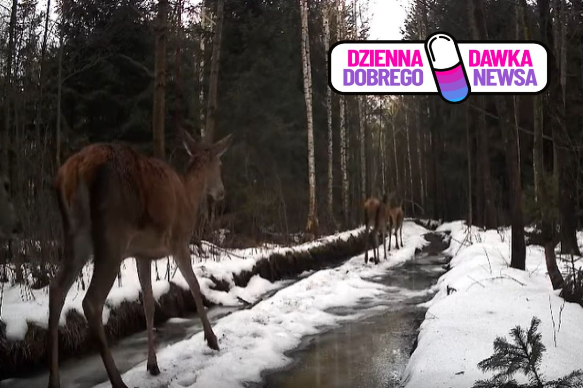 Uchwyciła je fotopułapka. Było ich aż sześć. "Niczym modelki"