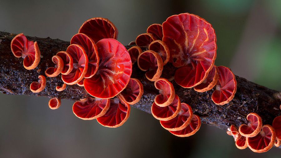 Magiczny świat australijskich grzybków sfotografowany przez Steve'a Axforda 15