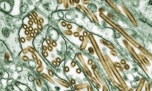 Śmierć po zakażeniu ptasią grypą. Służby oceniają ryzyko