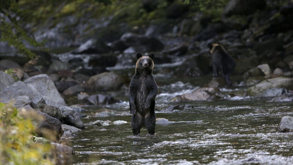 Japonia. Kolejne ataki niedźwiedzi. Nie żyje 79-latka