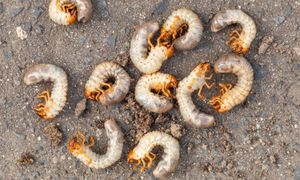 Połóż w ogrodzie. Inaczej będą siać spustoszenie