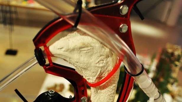 Hodowla jak z „Matriksa”. Bezmózgie kurczaki wylądują na naszych talerzach? 1