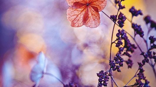 Magdalena Wasiczek z nagrodą Grand Prix konkursu International Garden Photographer of the Year 2015 1