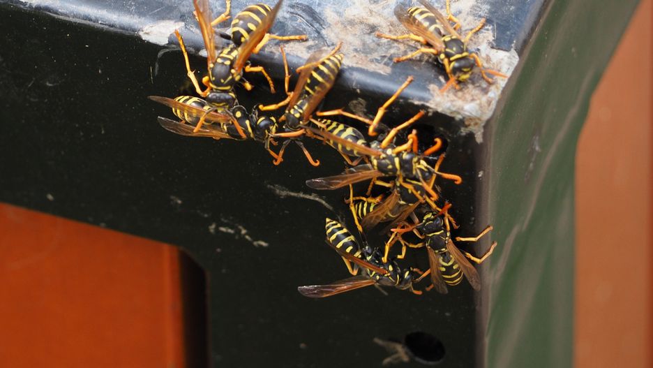 Osy łatwo spłoszyć przy wykorzystaniu olejku goździkowego