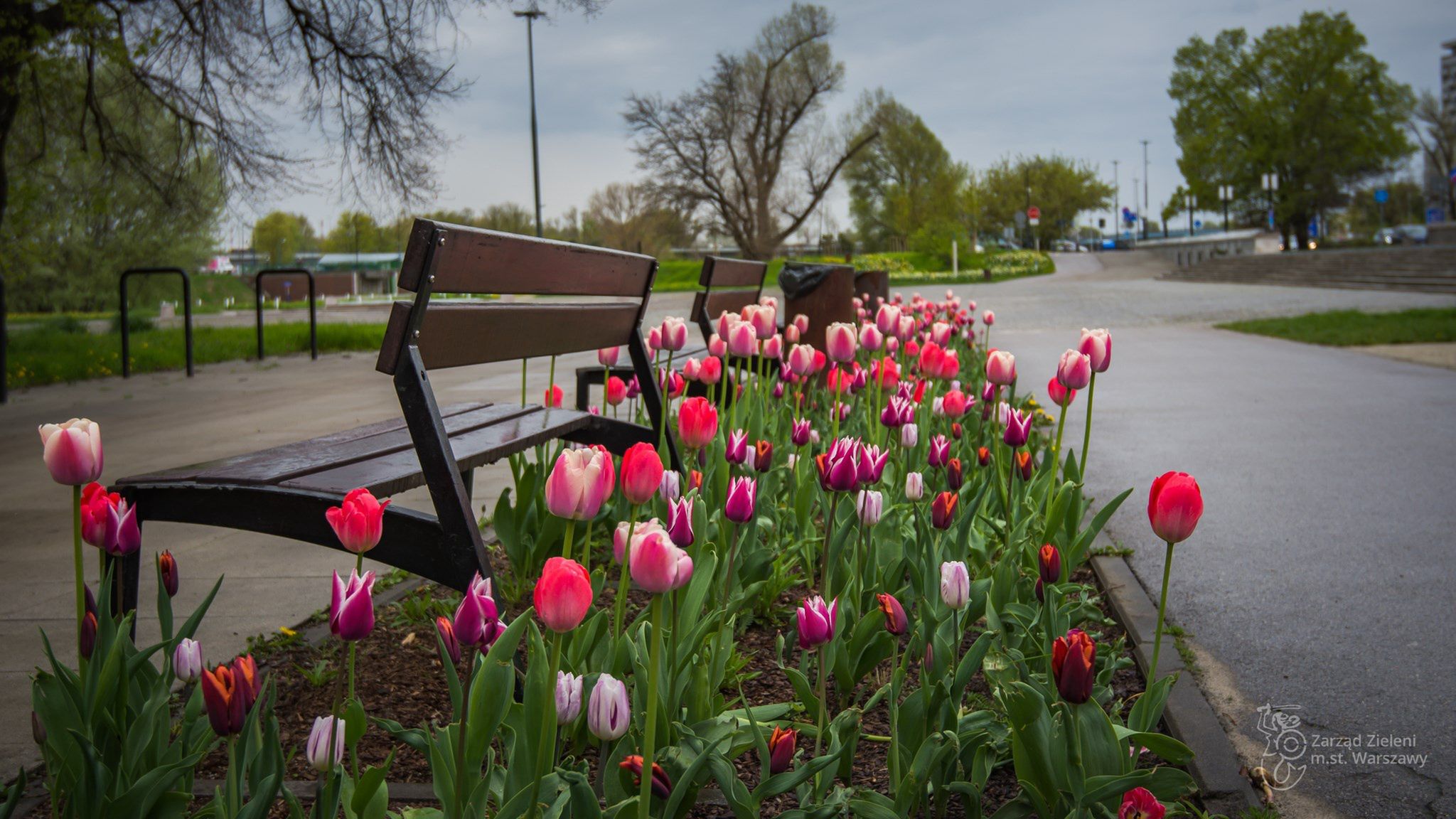 Warszawa w tulipanach. Stolicę zalało morze kwiatów [GALERIA]