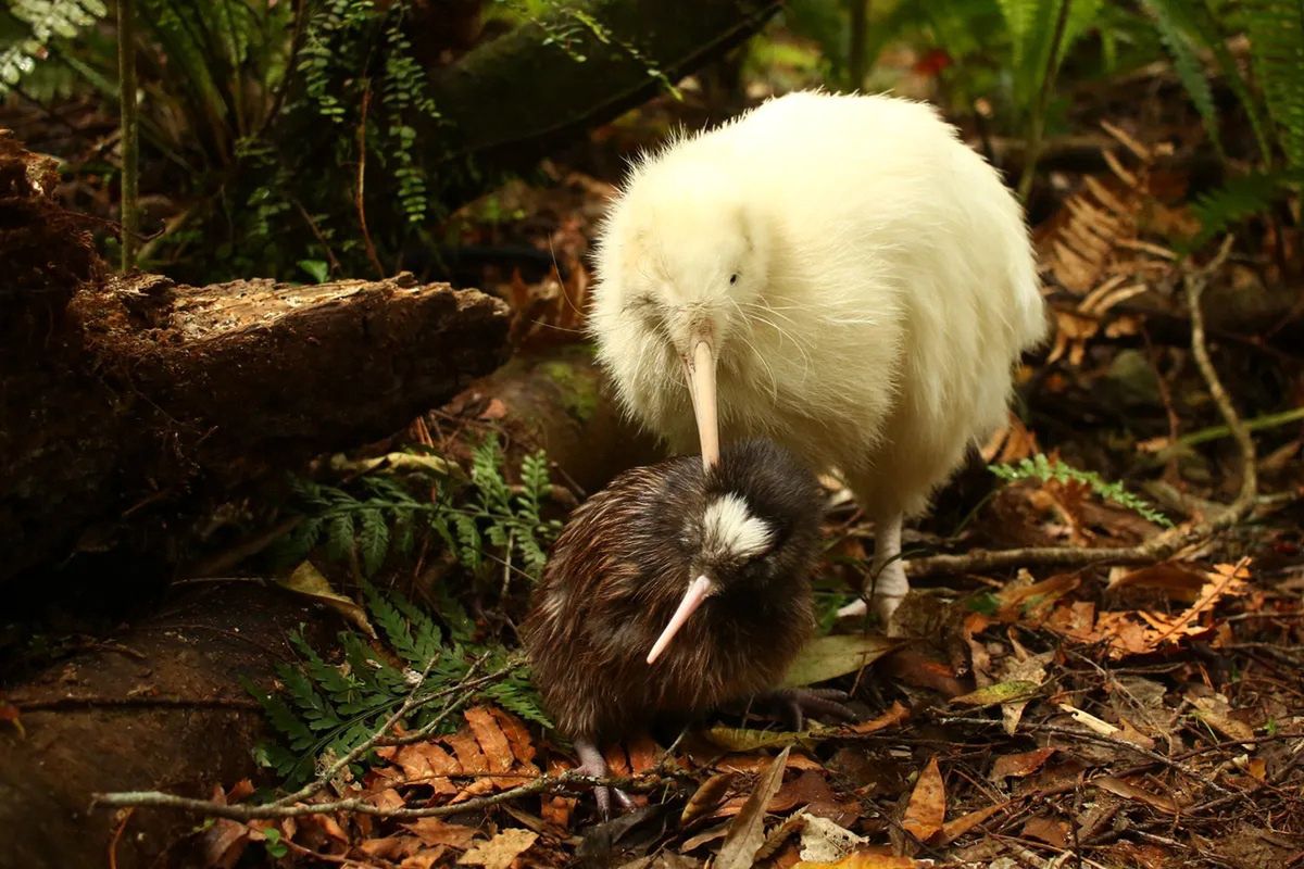 Kiwi z Pukaha National Wildlife Centre w Nowej Zelandii