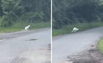 Kangury w Jastrzębiu-Zdroju. Uciekły z prywatnej hodowli