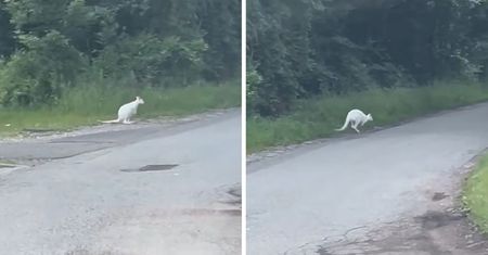 Kangury w Jastrzębiu-Zdroju. Uciekły z prywatnej hodowli