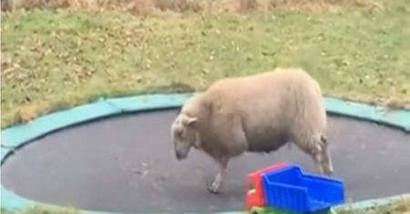 Hit YouTube'a. Owca odkryła trampolinę. Nie uwierzysz, co stało się później
