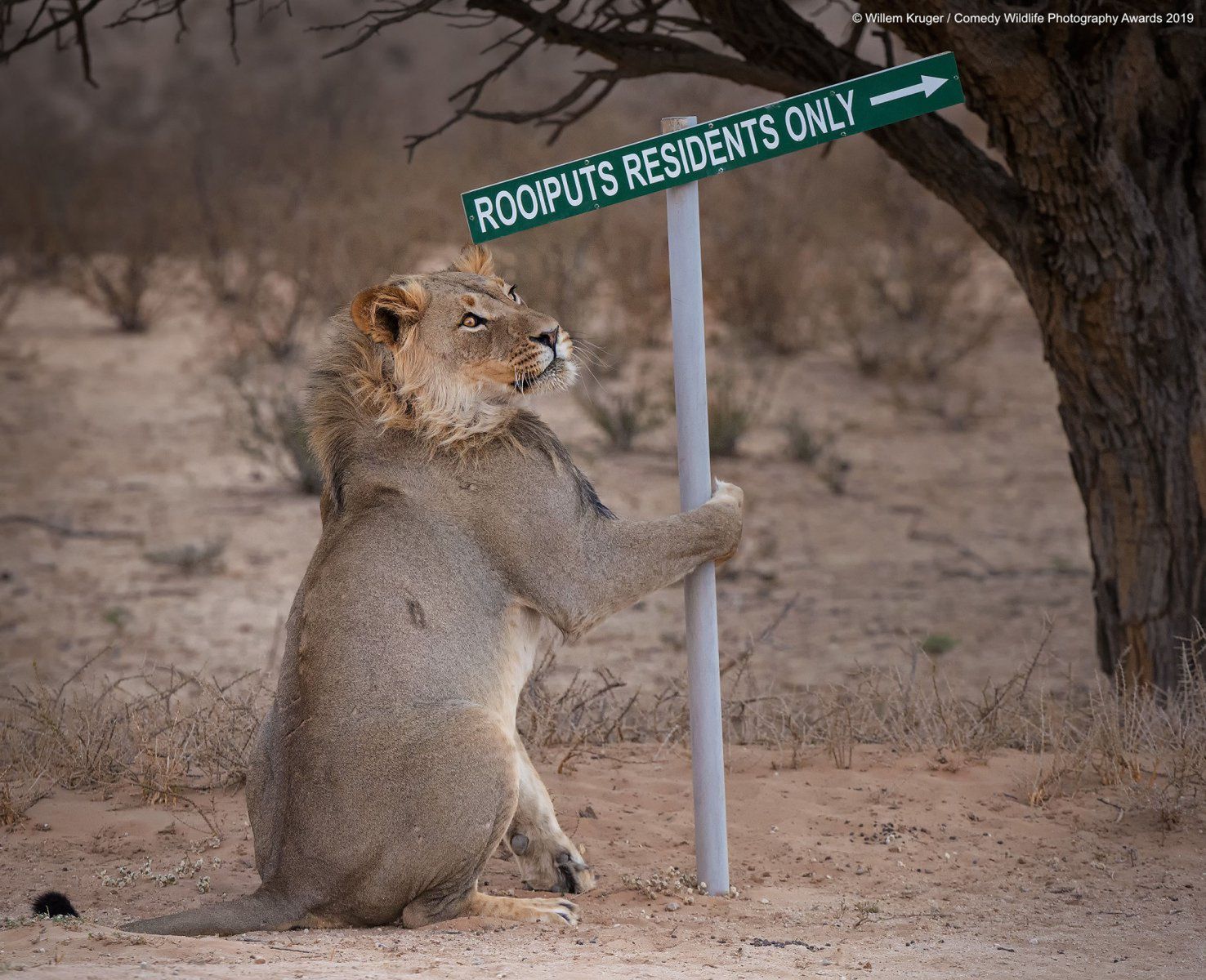 Comedy Wildlife Photography Awards 2019. Finaliści konkursu na najzabawniejsze zdjęcie zwierząt 3