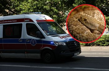 16-latek ukąszony przez żmiję. Są nowe wieści