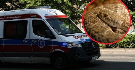 16-latek ukąszony przez żmiję. Są nowe wieści