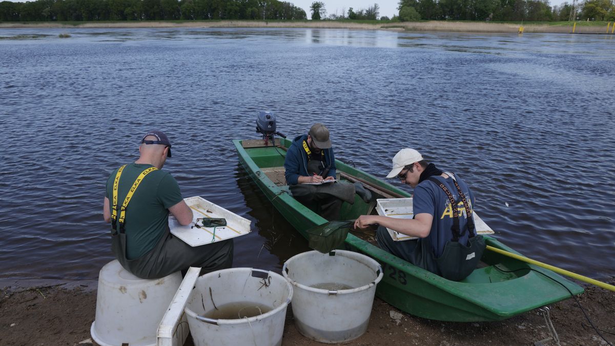 LEBUS, GERMANY - MAY 12: Field researchers from the Leibnitz Institute for Freshwater Ecology and Inland Fisheries (IGB) measure and record the lengths of different kinds of fish they caught and will release back into the Oder River on May 12, 2023 near Lebus, Germany. The data collection is part of efforts to assess how well the river is recovering from the catastrophic mass fish die-off of last year. High temperatures, low river levels and salt likely dumped from industry upriver in Poland combined to create a toxic algae bloom that released a toxin killing a huge number of fish in the river's worst environmental disaster ever. Scientists are cautiously optimistic, noting that while current quantities of fish in the river are well below average, the high precipitation of recent months led to favourable spawning conditions and initial results. (Photo by Sean Gallup/Getty Images)