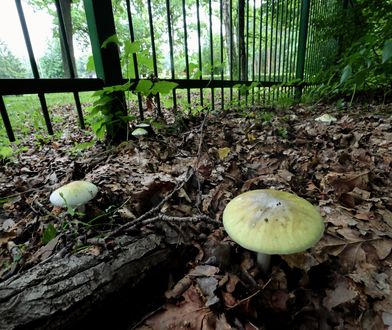 Kolejne zatrucie grzybami w ośrodku dla uchodźców