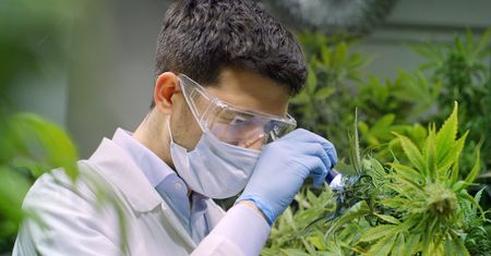 Vabun zmieni się w Cosma Cannabis. Była spółka Majdana ma wyłączność na przejęcie