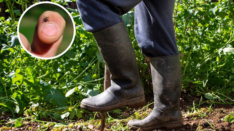 Rośliny, które przyciągają kleszcze. Lepiej pozbądź się ich z ogrodu