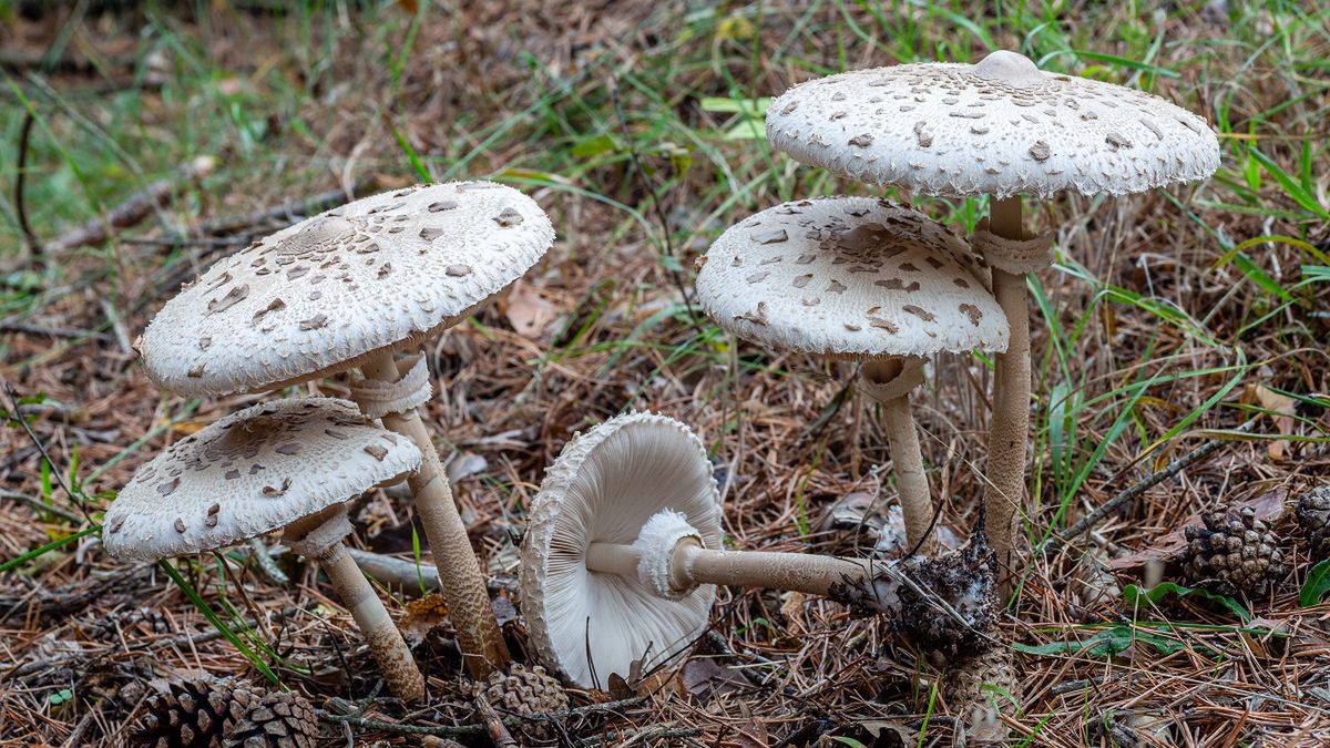 Czubajka. Czy jest jadalna?