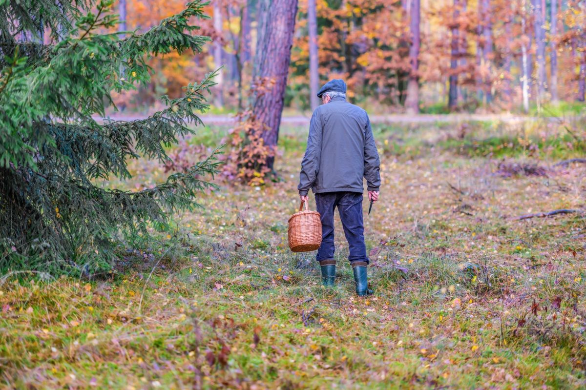 Przepyszny grzyb pojawił się właśnie w polskich lasach. Grzybiarze będą zachwyceni
