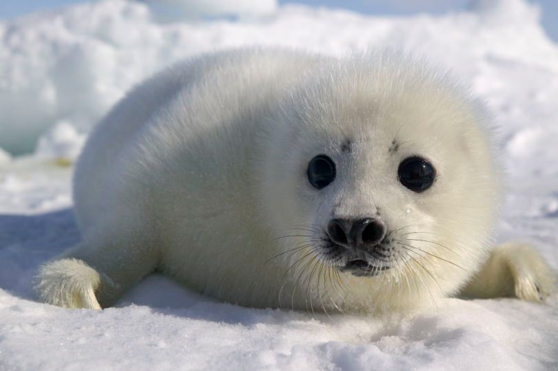 Plus pomaga chronić foki szare! 2