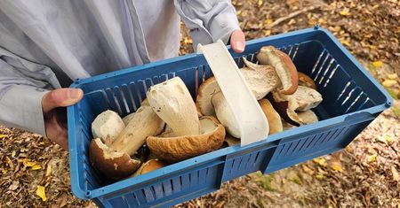 Niedziela w lesie zamiast na kanapie. Sezon na grzyby na Lubelszczyźnie rusza pełną parą | ZDJĘCIA