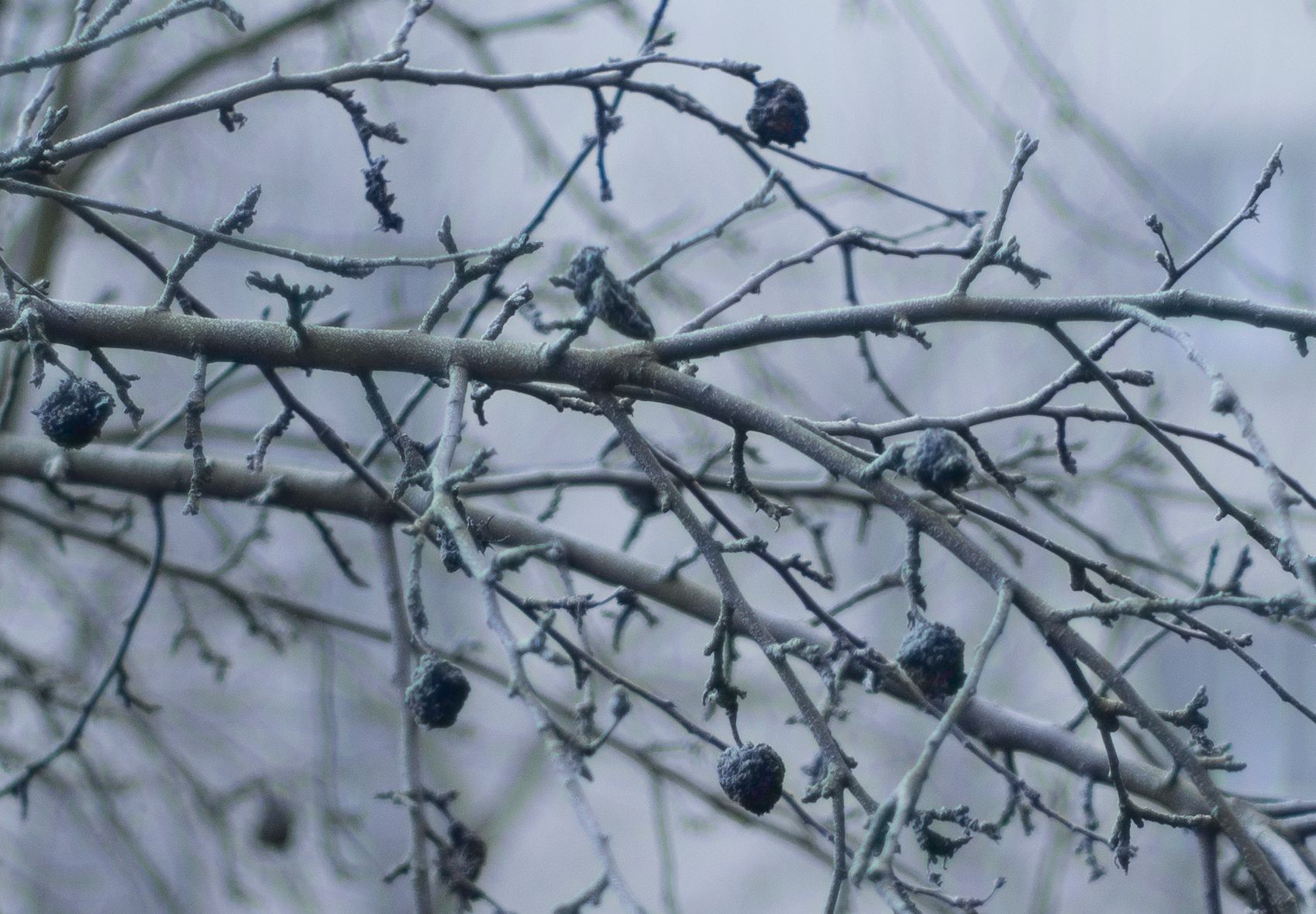 Voigtländer VM 50 mm f/1.1 Nokton - bardzo jasna pięćdziesiątka, która kreuje własną rzeczywistość [test] 51