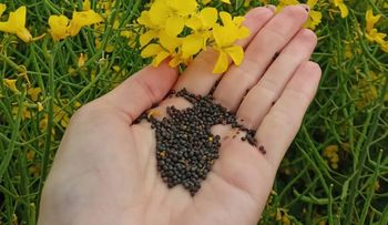 Nawet 420 zł za hektar. ARiMR zwraca za materiał siewny