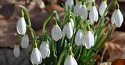 Przebiśniegi już kwitną. Piękne zdjęcia z nadleśnictwa Grodzisk