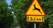 Wypadki z dzikimi zwierzętami są częstsze niż myślisz. Rozwiązaniem mają być znaki