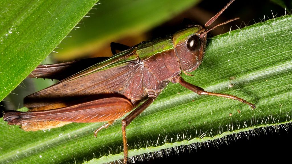 Stawonogi to najliczniejsza w gatunki i osobniki grupa zwierząt na świecie