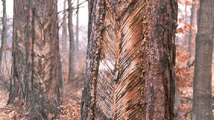 Spała żywiczarska - typowa zabitka otwarta na sośnie zwyczajnej