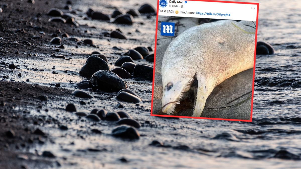 Nietypową rybę wyrzuciły na brzeg fale oceanu. Kalifornijczycy byli w szoku  