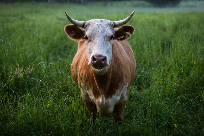 Niecodzienny podatek. Nowa Zelandia chce obciążyć rolników za gaz wydzielany przez krowy i owce