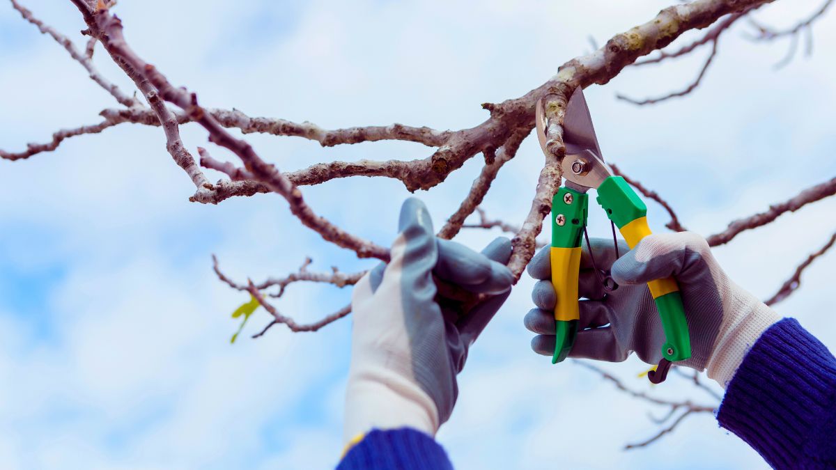 Po tych zabiegach będziesz cieszyć się pięknym ogrodem 