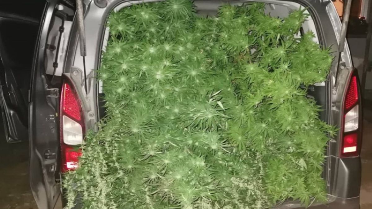 Policjanci odkryli nielegalną plantację konopi indyjskich. Kuriozalne wyjaśnienie jednej z zatrzymanych osób 