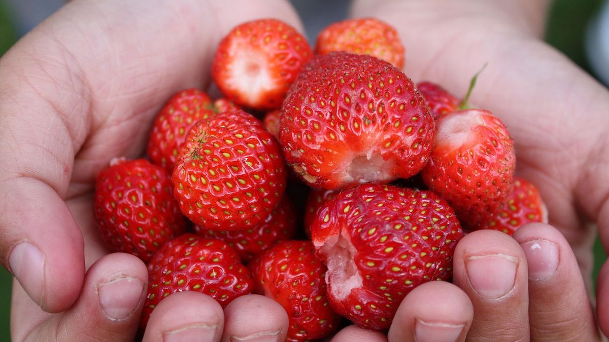 Ceny truskawek na bazarach.