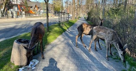 Pojawiły się w centrum Zakopanego. Służby ostrzegają turystów