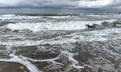 Akcja WWF w Ustce. Ludzie robili zdjęcia tego, co wyrzuciło morze