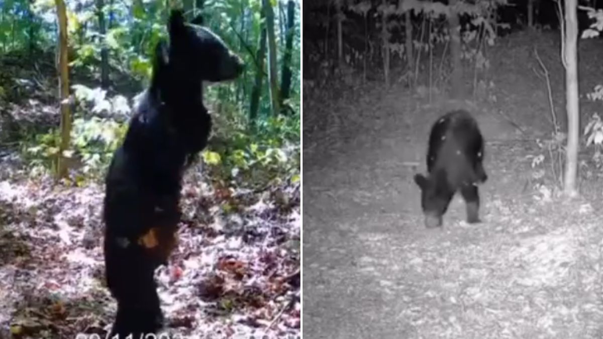 Przyłapali zmutowanego niedźwiedzia