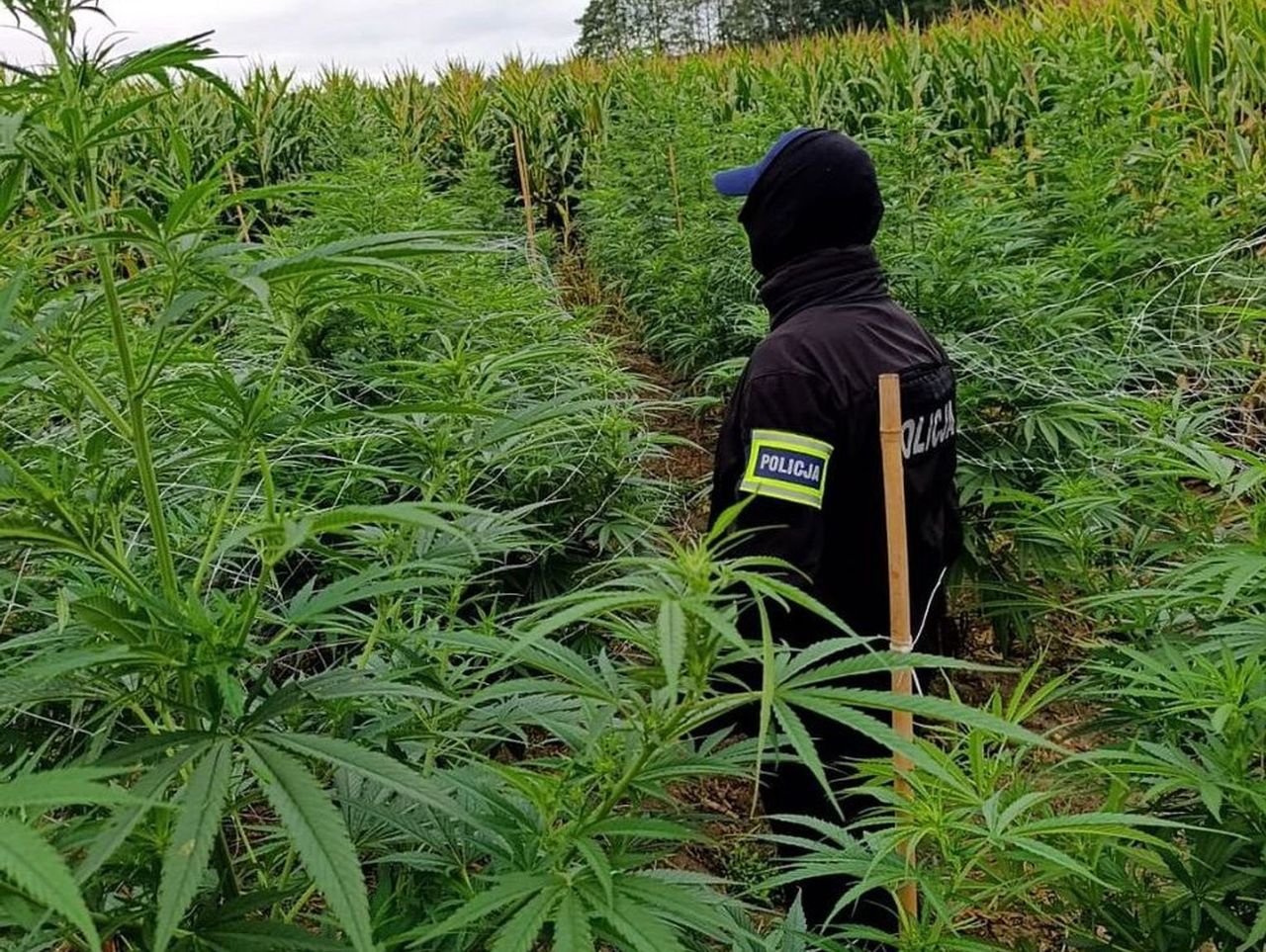 Podkarpackie: Nielegalna plantacja konopi indyjskich. Zabezpieczono ponad 300 krzewów