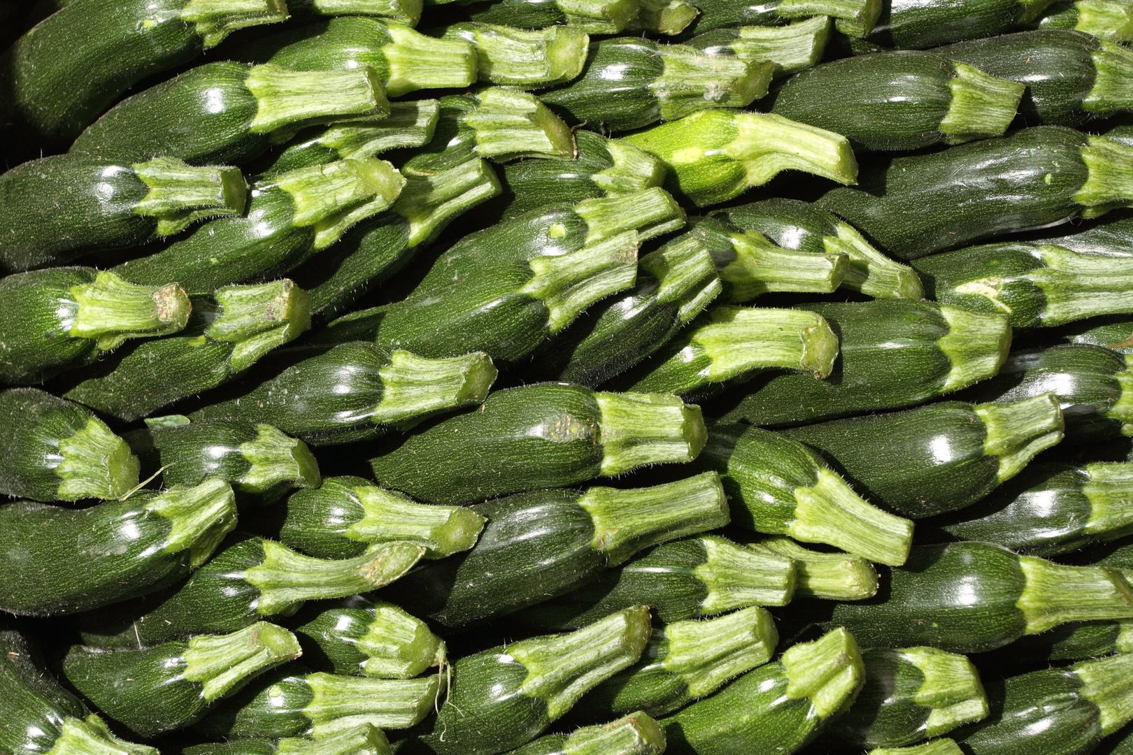 Cukinia