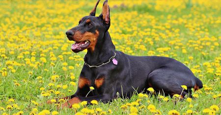 Dziewczyna leżała nieprzytomna. Doberman nie dał do niej podejść