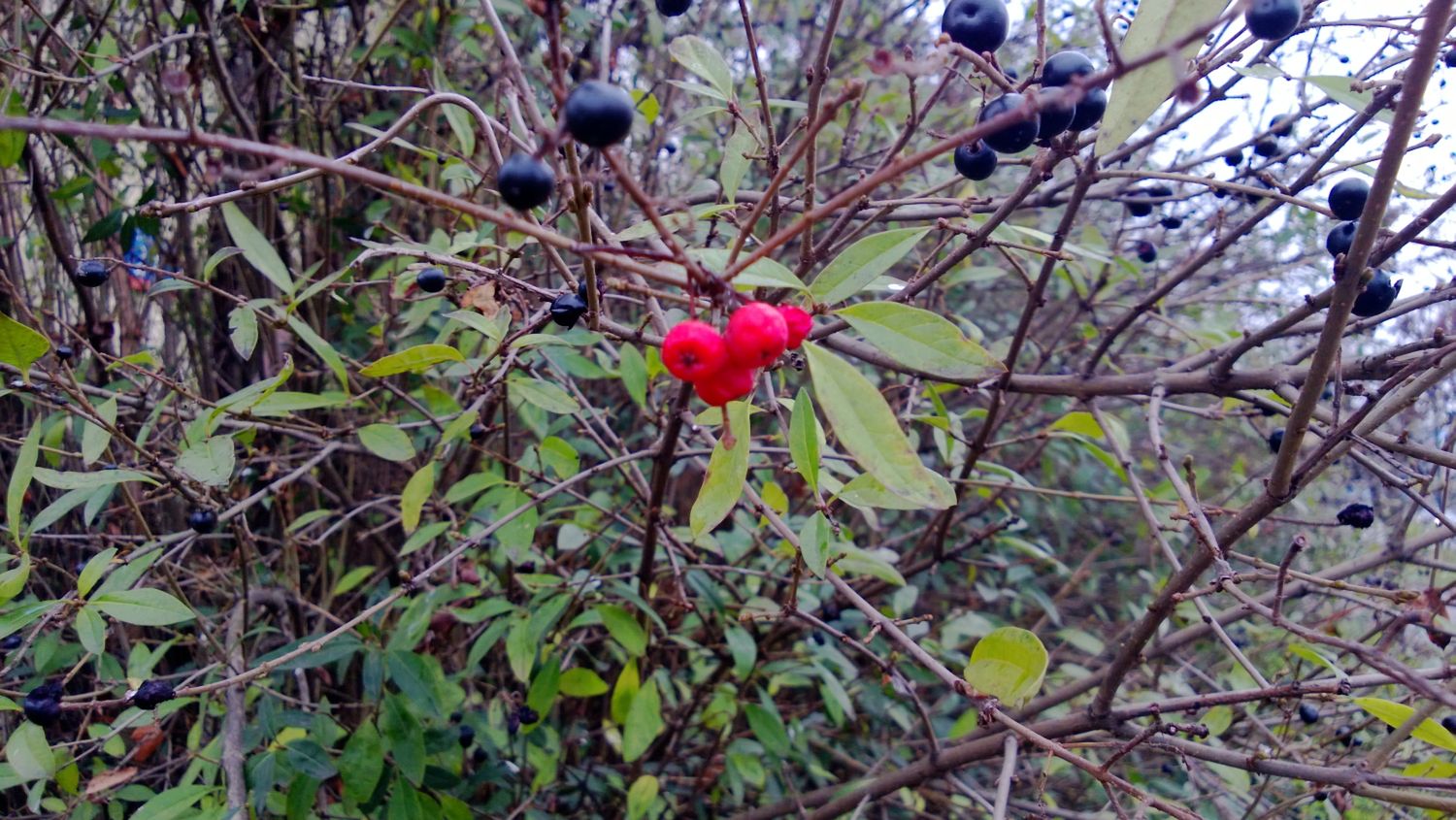 Nokia Lumia 920 - prawdziwy majstersztyk i nadzieja dla WP8 [test] 33
