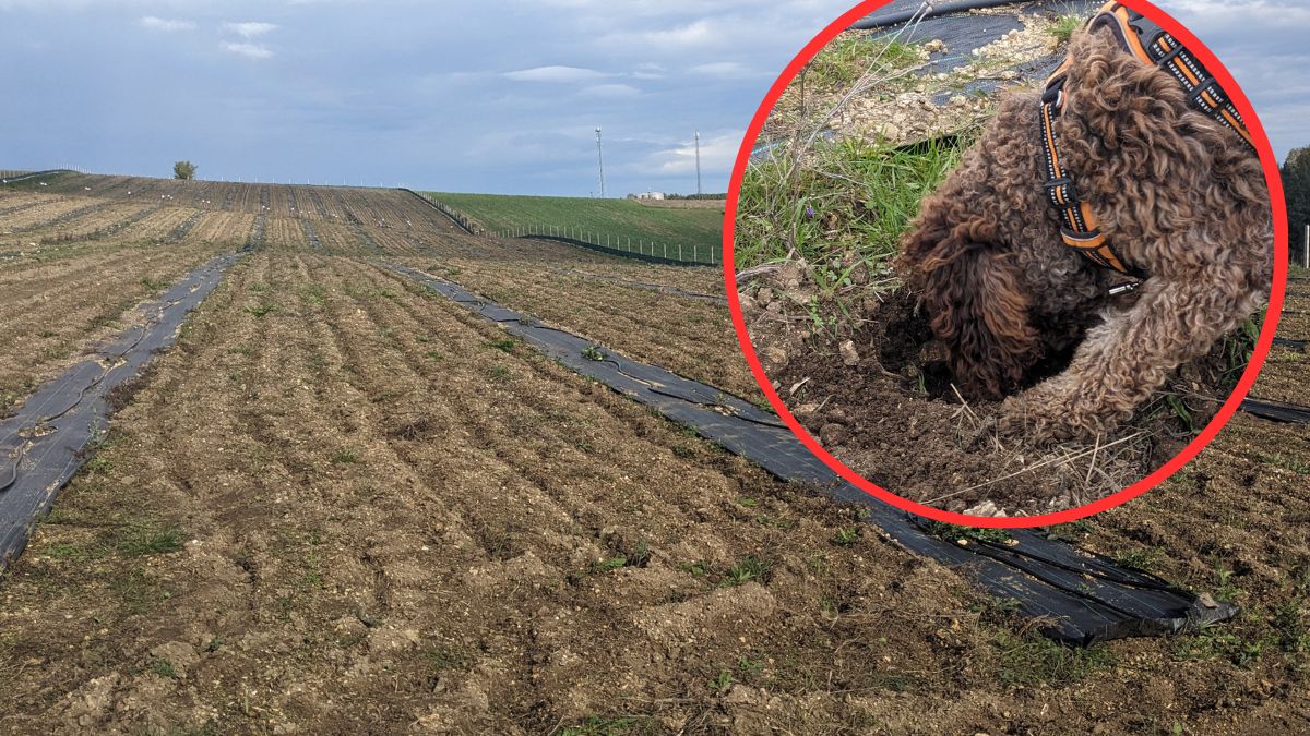 Półroczna plantacja trufli w Polsce