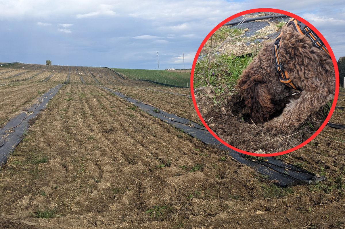 Półroczna plantacja trufli w Polsce