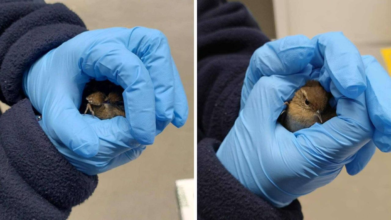 Strzyżyk wpadł do magazynu, uratował go pracownik marketu i strażnicy miejscy!