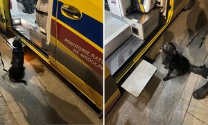 Pies uratował życie swojemu panu. Wzruszający finał poszukiwań 71-latka